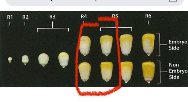 AGvisorPRO Question Image in Cattle Production,Forage Crops