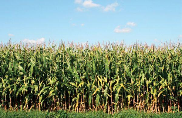 AGvisorPRO Question Image in Field Crops, Row Crops,Fertilizer, Soil, Nutrients