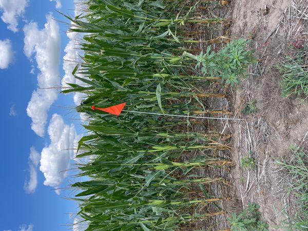 AGvisorPRO Question Image in Fertilizer, Soil, Nutrients,Field Crops, Row Crops,+ 3